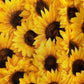 Sunflower Vintage Dress