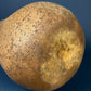Extra Large Gourd or Pumpkin. 34-inch Tall Thanksgiving, Halloween, or Fall Home/Porch Decor. Store Display. Looks like Concrete.