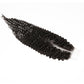 Jerry Curl 2x6 Transparent Lace Human Hair Closure