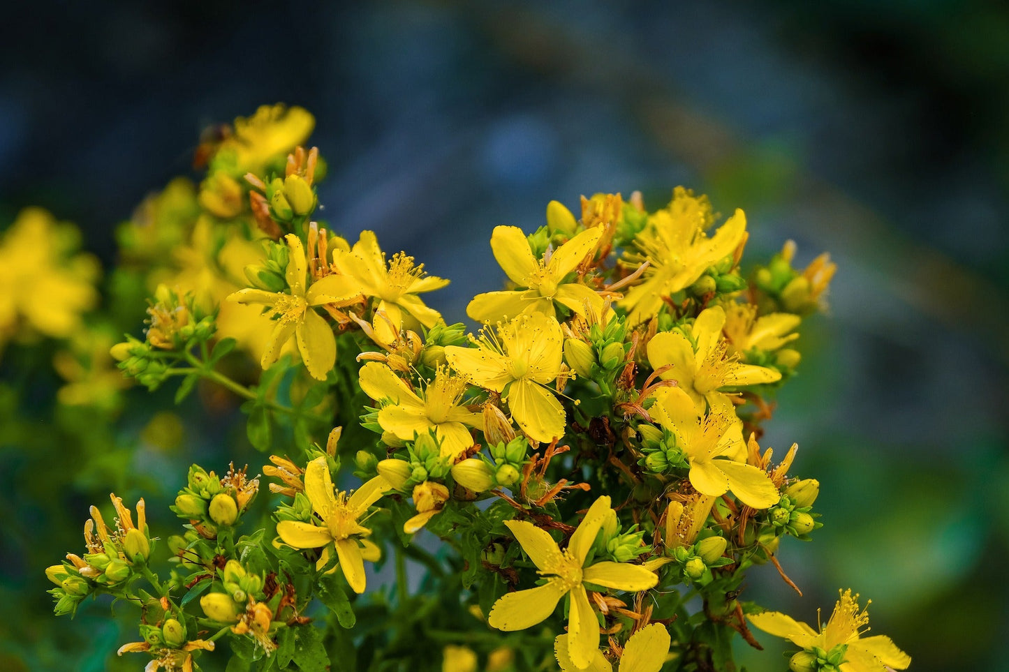 St. John's Wort, Organic, Cut & Sifted