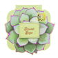 Desert Sage | 25-Shade Palette
