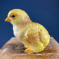 Porcelain Baby Ducks Parade by Dept. 56. Set of Two Ducklings Figurines. Cute Yellow Collectible Birds. Modern Farmhouse. Baby Shower Gift.