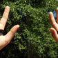 HoopsKing No Palm Dribbling & Shooting Palm Aid (Pair)