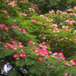 Pink Albizia Julibrissin Tree - 20 Seeds - Mimosa Tree, Silk Tree, Persian Silk Tree